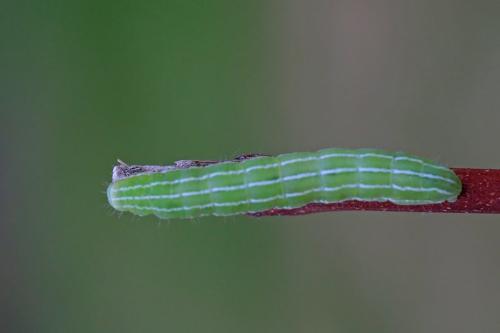 Réf. 303 324 : Amphipyra tragopoginis